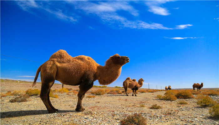 为什么骆驼会有驼峰 骆驼背上为什么有驼峰