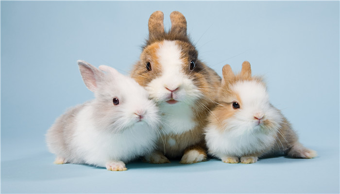 兔子真的喜欢胡萝卜吗 兔子真爱吃胡萝卜吗