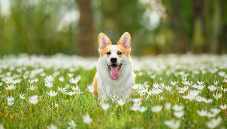 为什么狗狗撒完尿会刨地 为什么狗拉尿完会刨地