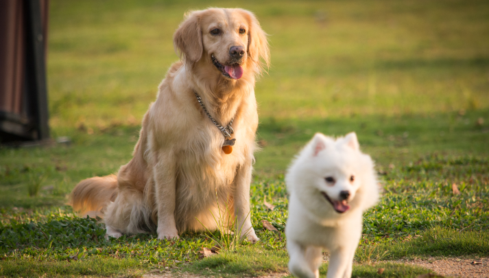 为什么狗狗撒完尿会刨地 为什么狗拉尿完会刨地