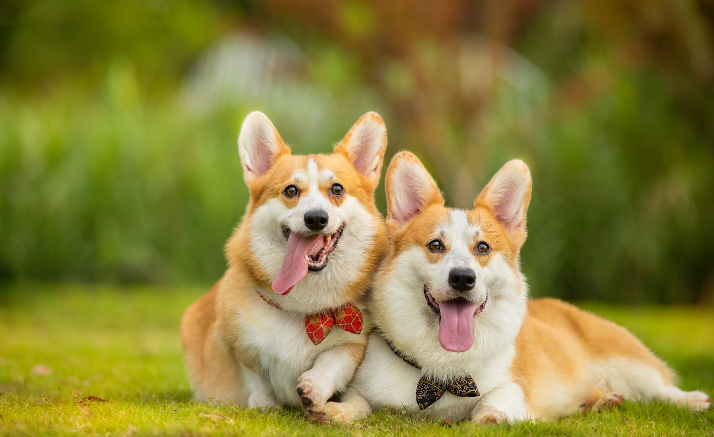 为什么狗狗撒完尿会刨地 为什么狗拉尿完会刨地