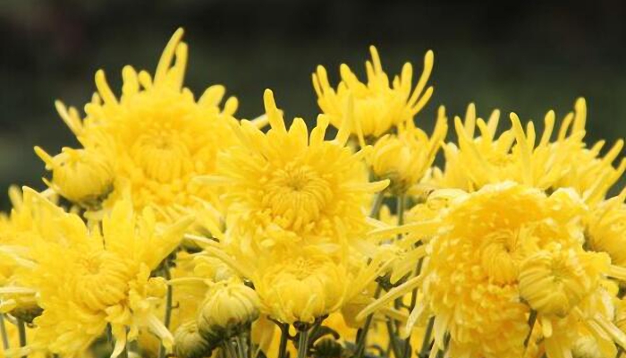 霜降节气的含义是什么 霜降是什么意思呢