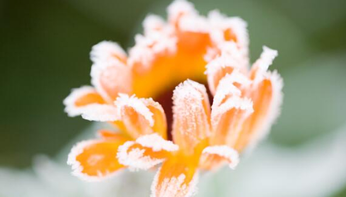 霜降节气的含义是什么 霜降是什么意思呢