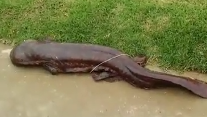 娃娃鱼是一种什么动物 娃娃鱼是什么类型的动物