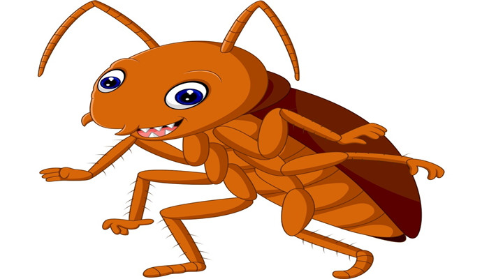 为什么蟑螂越杀越多 为什么蟑螂会越灭越多