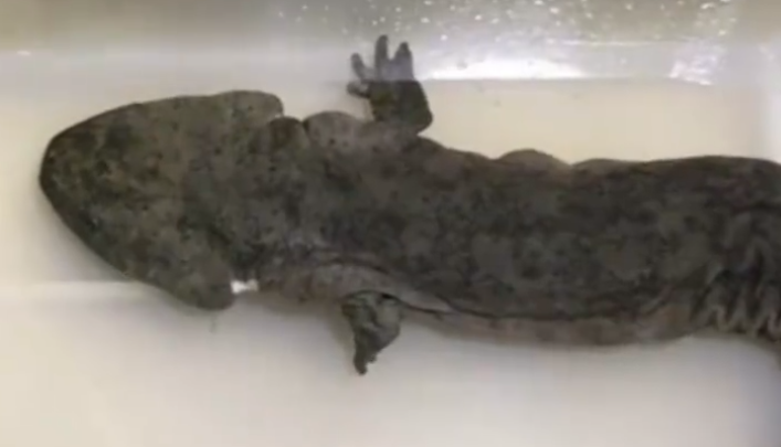 娃娃鱼是一种什么动物 娃娃鱼是什么类型的动物