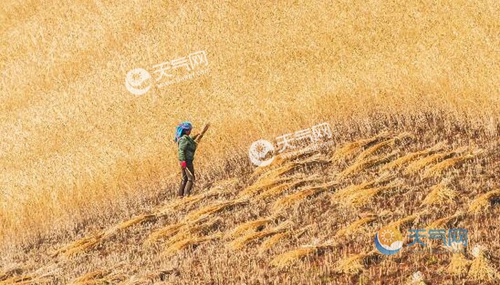 10月20-22日秋收秋种天气预报:河南江苏浙江等降雨影响秋播