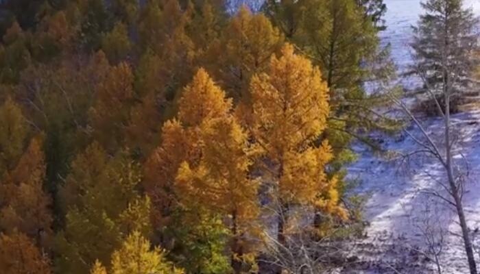 新疆阿勒泰斑斓秋色遇上纯白的雪 美不胜收