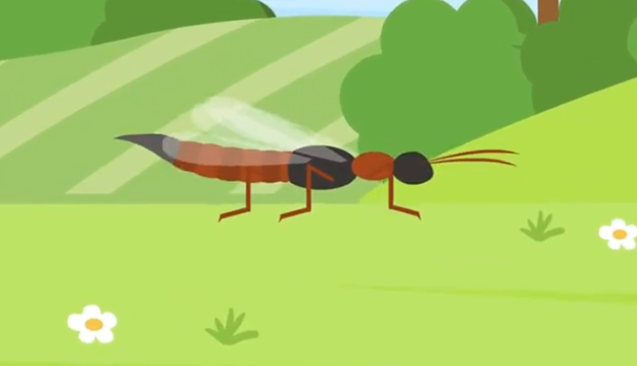 家里出现一只隐翅虫还会有很多吗 家里发现一只隐翅虫是还有很多吗