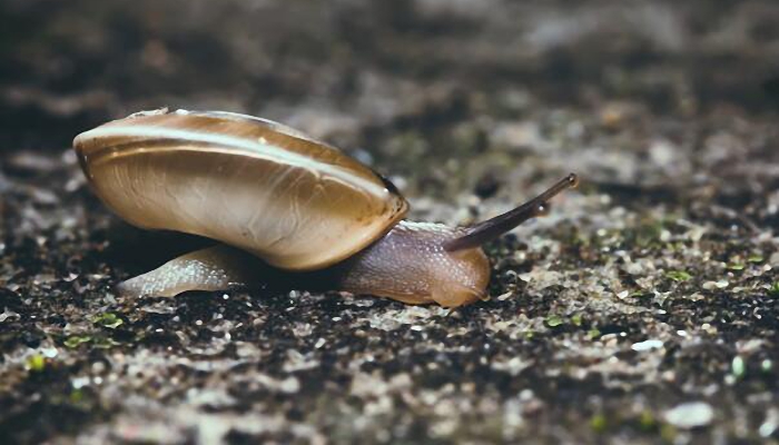 蜗牛爬过的地方会有一条黏液它有啥用 蜗牛黏液有什么作用