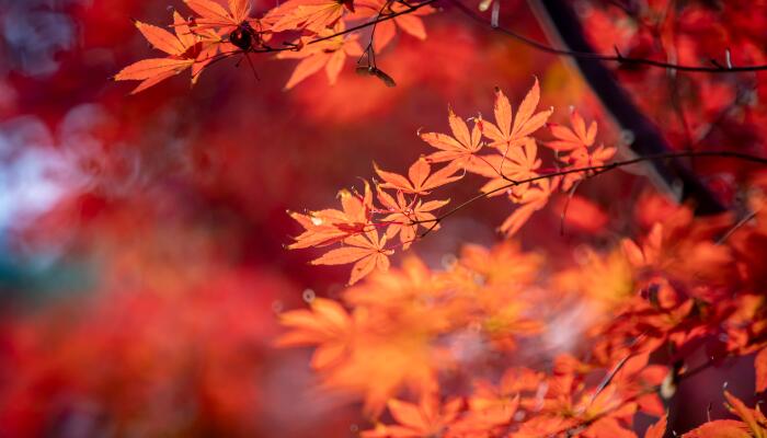中华大地开启高颜值秋景模式 哪里的秋色最绚烂迷人呢