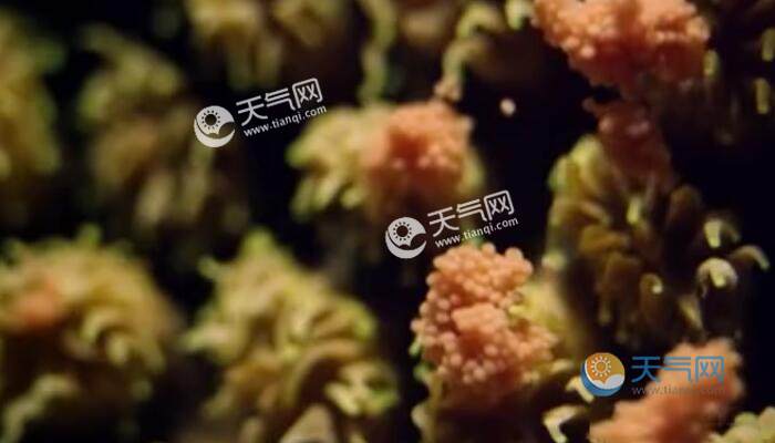 太空中唯一肉眼可见的地球生物 太空视角看它们可太美了