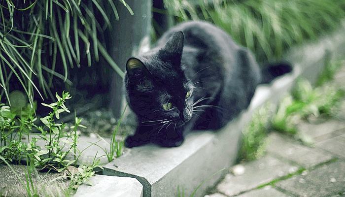 黑猫预示着什么 黑猫出现预示什么