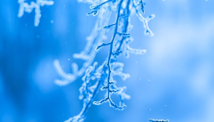 羊棚被雪压塌羊群察觉迅速逃离 该地暴雪红色预警生效中