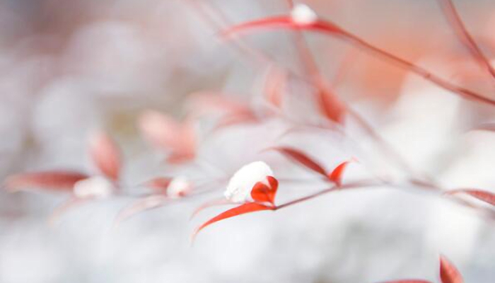 小雪節(jié)氣的詩句 古人描寫小雪節(jié)氣的經(jīng)典詩句