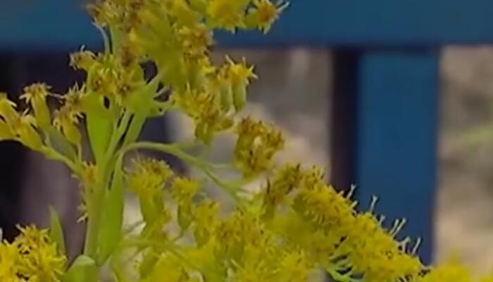 河南洛阳铲除两株加拿大一枝黄花 每株能产2万颗种子传播能力极强