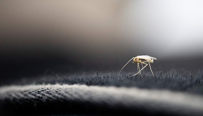为什么天气冷也有蚊子 冬季室内有蚊子怎么办
