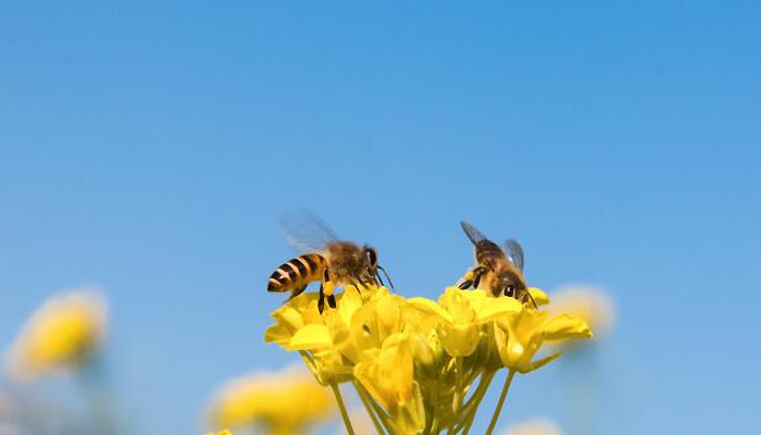 拆空调发现巨型蜂巢取出71斤蜂蜜 买蜂箱安置蜜蜂让它们安全过冬