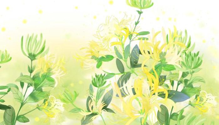自古被誉为清热解毒良药忍冬花又称为金银花是因为啥 忍冬花为什么又称金银花