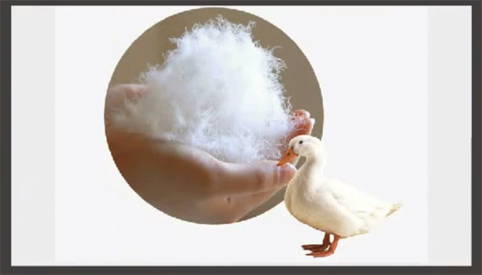 白鸭绒是什么材料 白鸭绒是哪种材料