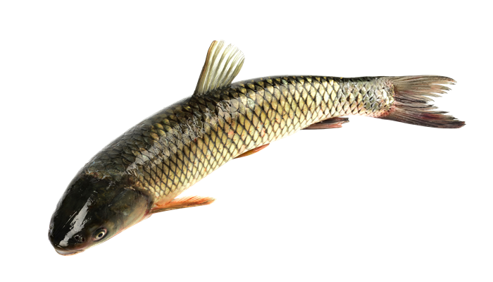 白花鱼是什么鱼 白花鱼是哪种鱼