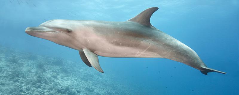 海豚是几级保护动物 海豚是多少级保护动物