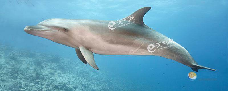 海豚是几级保护动物 海豚是多少级保护动物