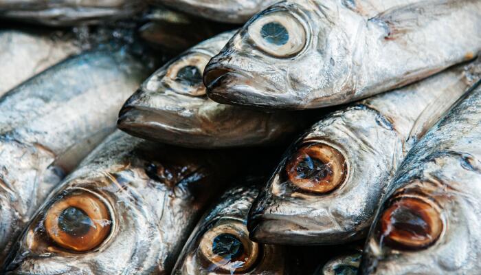 日本近海出现密密麻麻鱼类尸体  日本近海出现鱼类尸体是什么原因