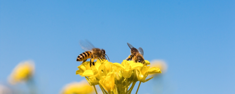 秋季蜜蜂大量死亡是为什么 秋天蜜蜂大量死亡的原因