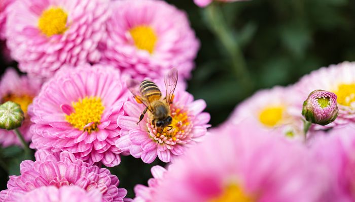 秋季蜜蜂大量死亡是为什么 秋天蜜蜂大量死亡的原因