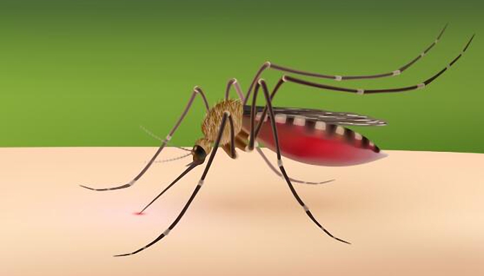 杀1只越冬蚊等于消灭上千只蚊二代 冬天蚊子到底去哪了
