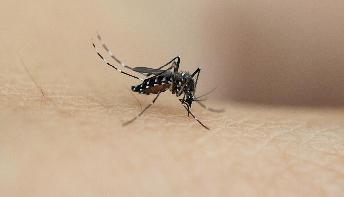 杀1只越冬蚊等于消灭上千只蚊二代 冬天蚊子到底去哪了