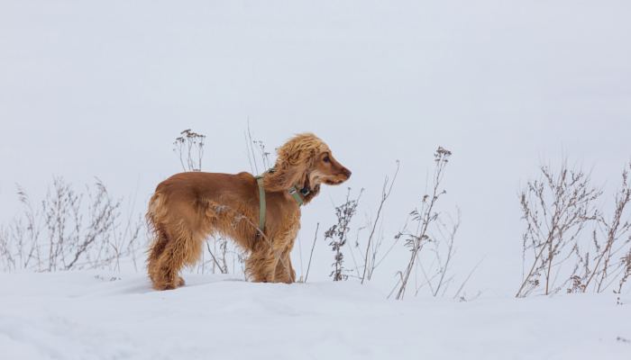 老人寒风中给狗狗取暖 网友：流浪汉的狗狗不是流浪狗