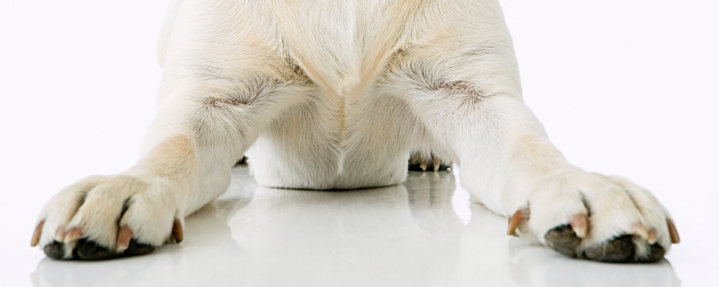 狗爪子的肉垫除了防滑还有什么作用 狗爪子肉垫除防滑还能用做什么