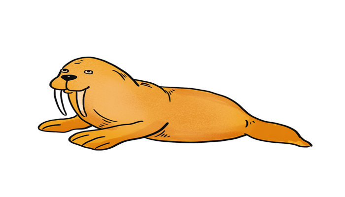 海洋中的瞌睡大王是什么动物 海洋里的瞌睡大王是哪种动物