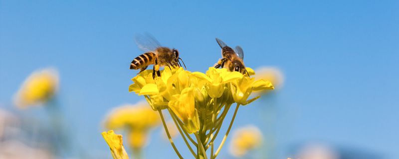 被蜜蜂蜇伤涂什么能减轻疼痛感 被蜜蜂蜇伤后涂什么可以减轻疼痛