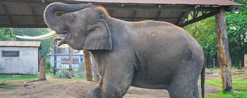 大象怀孕多久才能生下一个象宝宝 大象怀孕几个月生产