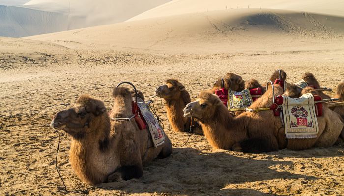 骆驼的驼峰里储存的是什么东西 骆驼的驼峰里是储存什么