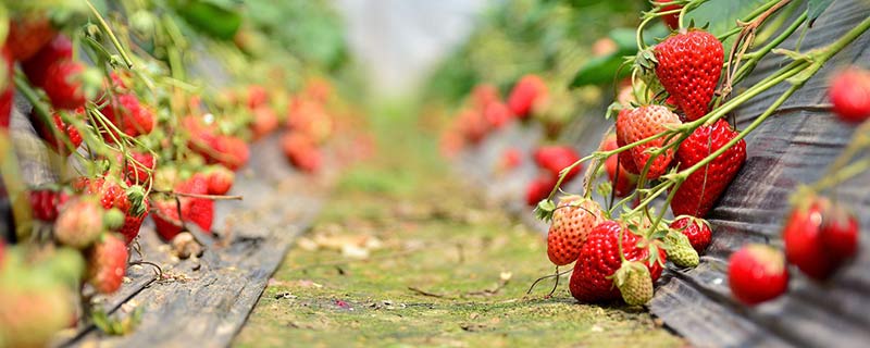 重庆冬季哪里可以摘草莓 2022重庆冬季摘草莓的地方推荐
