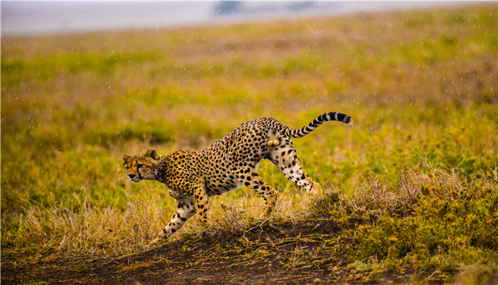 为什么猎豹不能长时间奔跑 为什么猎豹不能长久奔跑