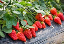 重庆冬季哪里可以摘草莓 2022重庆冬季摘草莓的地方推荐