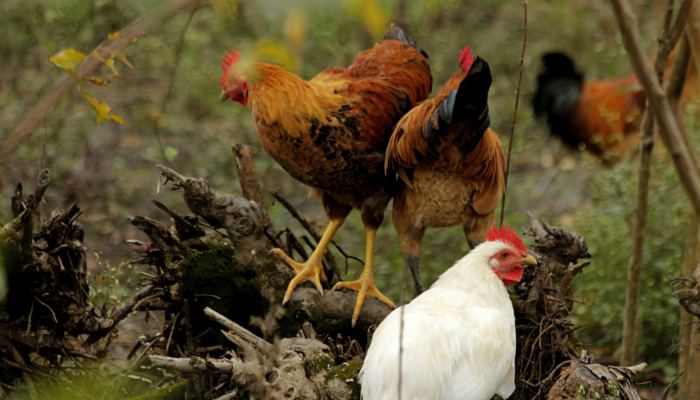 中大研究生住雪峰山养鸡10年 卖出了100万只雪峰乌骨鸡