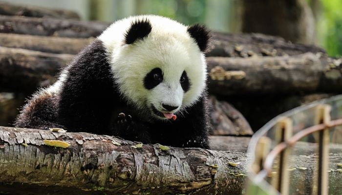 日本参观大熊猫中签率约为350分之一 游客为看1分钟大熊猫凌晨排队