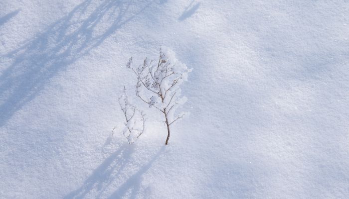 地球上白色的地方是什么 地球上白色區(qū)域是指什么