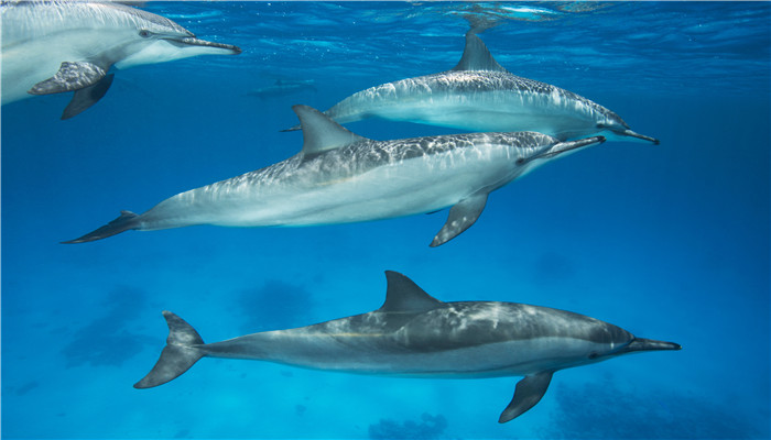 海豚属于什么类动物 海豚是什么类动物