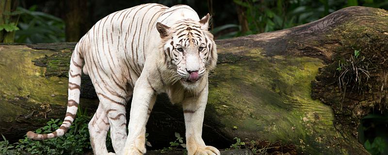 老虎為什么叫大蟲 老虎為什么被稱為大蟲