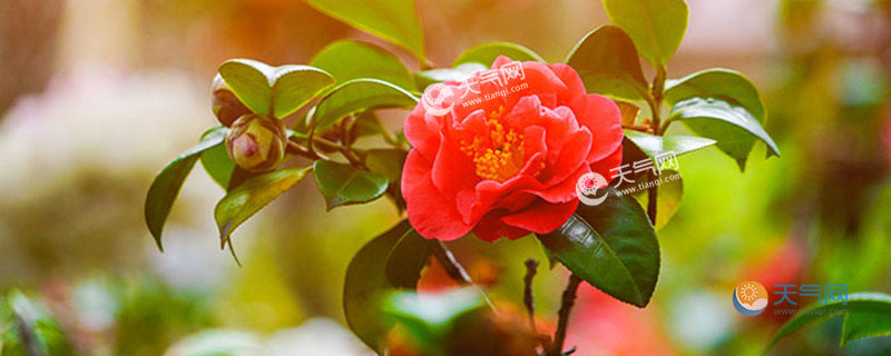 西安植物園開放時(shí)間2023 西安植物園幾點(diǎn)關(guān)門 