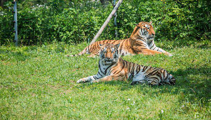 老虎為什么叫大蟲 老虎為什么被稱為大蟲