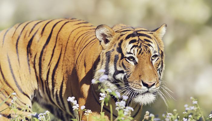 老虎為什么叫大蟲 老虎為什么被稱為大蟲