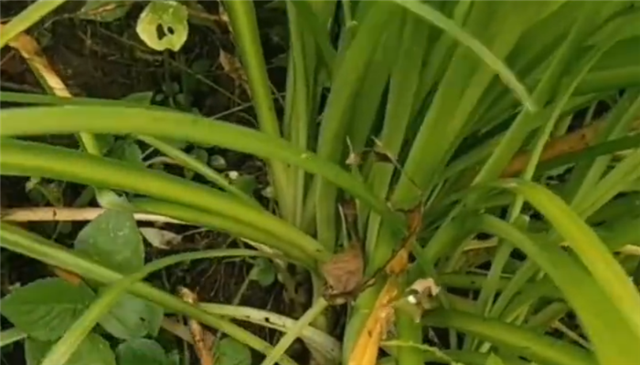 苤菜根是什么菜的根 苤菜根是哪種菜的根